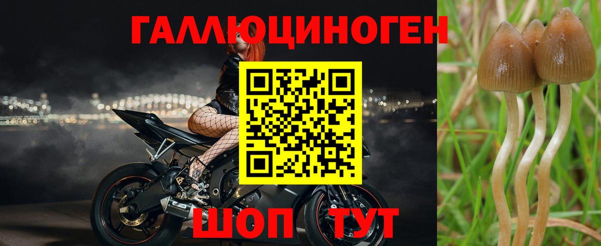 Невинномысск  продажа наркотиков  Псилоцибиновые грибы Cubensis  Вход с VPN  Псилоцибиновые грибы Psilocybine cubensis 